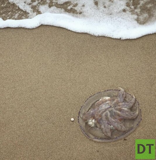 Азовские медузы попросили не выносить их на берег