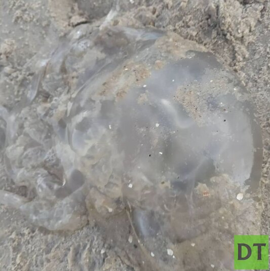 Азовские медузы попросили не выносить их на берег
