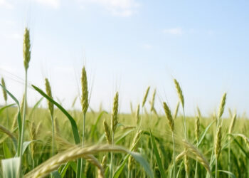 Донецкие аграрии подвели итоги посевной и готовятся к уборке урожая