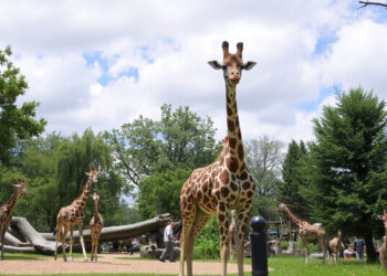 Новосибирский зоопарк помог зоопарку в ДНР