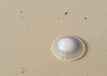 В Мариуполе стало меньше медуз на пляжах