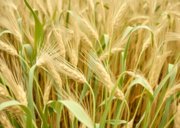 В ДНР начали проверку семян для будущего урожая