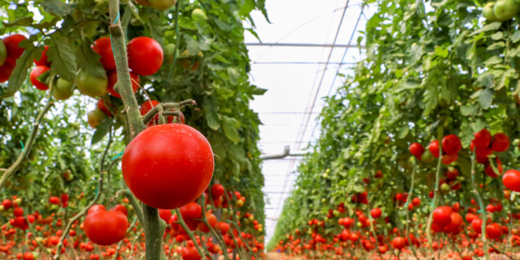 Огурцы, томаты и ягоды: ДНР собирает первый урожай