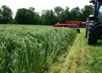 Фермеры ДНР заготавливают корма для коров, несмотря на капризы погоды