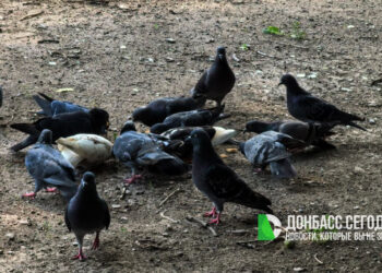 За кормление голубей россиянам может угрожать штраф