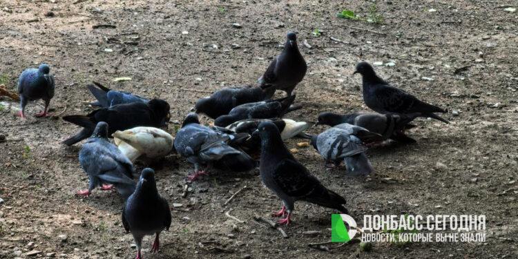 За кормление голубей россиянам может угрожать штраф