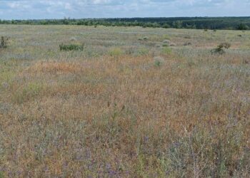 В ДНР нашли заброшенные сельхозземли: их могут изъять у владельцев