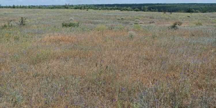 В ДНР нашли заброшенные сельхозземли: их могут изъять у владельцев