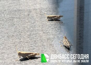 Кузнечики атакуют Донецк: специалисты успокоили — угрозы нет