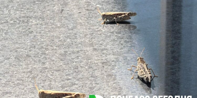 Кузнечики атакуют Донецк: специалисты успокоили — угрозы нет