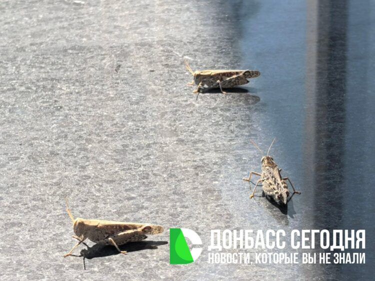 Кузнечики атакуют Донецк: специалисты успокоили — угрозы нет
