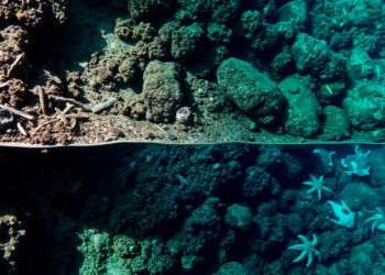 Планета пересекла климатическую черту: гибель кораллов признана необратимой