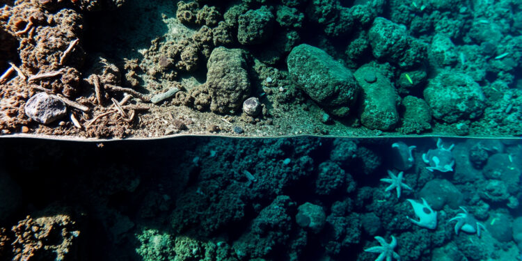 Планета пересекла климатическую черту: гибель кораллов признана необратимой