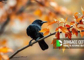 Москвичей просят не мешать грачам улетать на юг: кормить птиц сегодня плохо