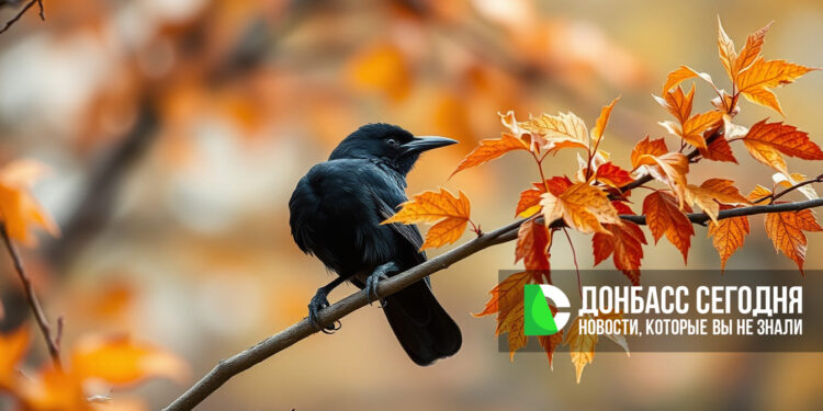 Москвичей просят не мешать грачам улетать на юг: кормить птиц сегодня плохо