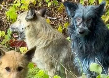 В Чернобыле появились синие собаки: ученые не могут объяснить, что произошло