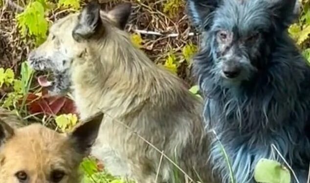 В Чернобыле появились синие собаки: ученые не могут объяснить, что произошло