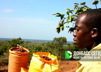 Ангола готова поставлять качественный кофе в Россию: что изменится для потребителей