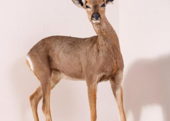 Новая зоологическая коллекция пополнила фонды Донецкого краеведческого музея