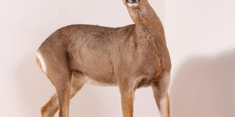 Новая зоологическая коллекция пополнила фонды Донецкого краеведческого музея