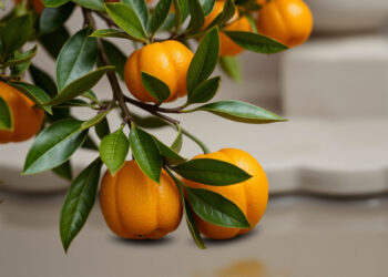 Зимний фрукт с эффектом антидепрессанта: правда о мандаринах