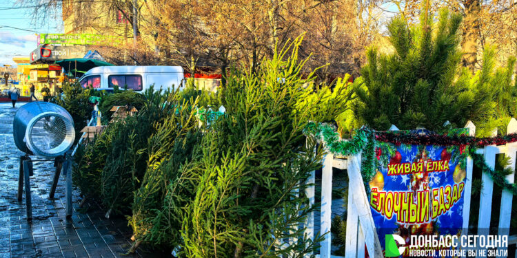 Новогодние ёлки в Донецке: сколько стоит главный символ праздника