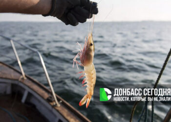 Вылов биоресурсов в Азовском и Черном морях вырос более чем на 25%