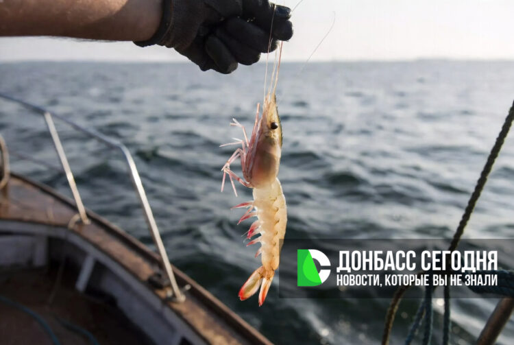 Вылов биоресурсов в Азовском и Черном морях вырос более чем на 25%