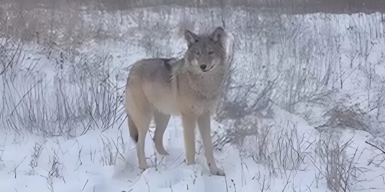 Раненый волк вышел к людям в Ленинском районе Донецка