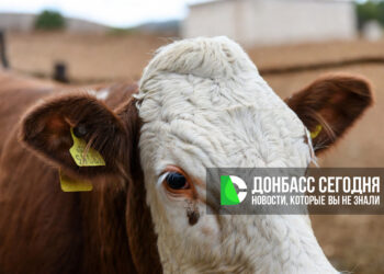 Когда и каких животных необходимо промаркировать в 2026 году