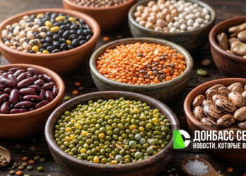 Россельхозцентр озвучил ключевые риски для посевов бобовых в ДНР