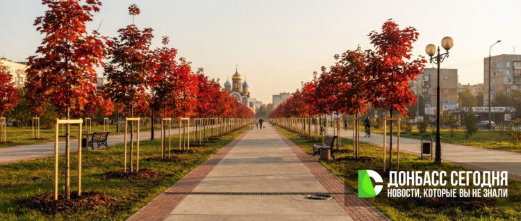 В ДНР стартовал проект «Красный клён»: более 5000 деревьев высадят в память о погибших мирных жителях