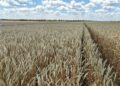 Рекордный урожай семян: аграрии ДНР забыли о засухе и получили 41,6 центнера с гектара