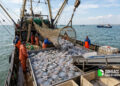 В Азовском море за десять дней выловили 1,9 тонны медуз: промысел продолжится до ноября