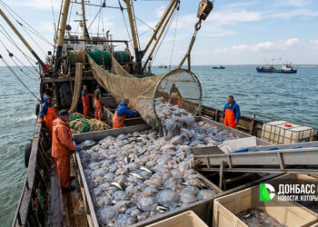 В Азовском море за десять дней выловили 1,9 тонны медуз: промысел продолжится до ноября